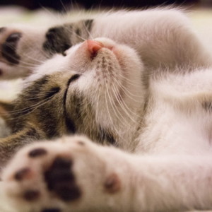 更年期と目覚める筋肉｜体が動かない本当の理由と50代からの再起動