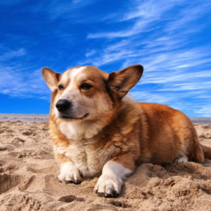 犬を飼うと若返る？若さを保つには「必要とされる生き方」が大切