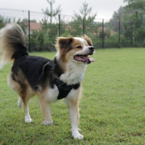 ペットたちに感謝する日